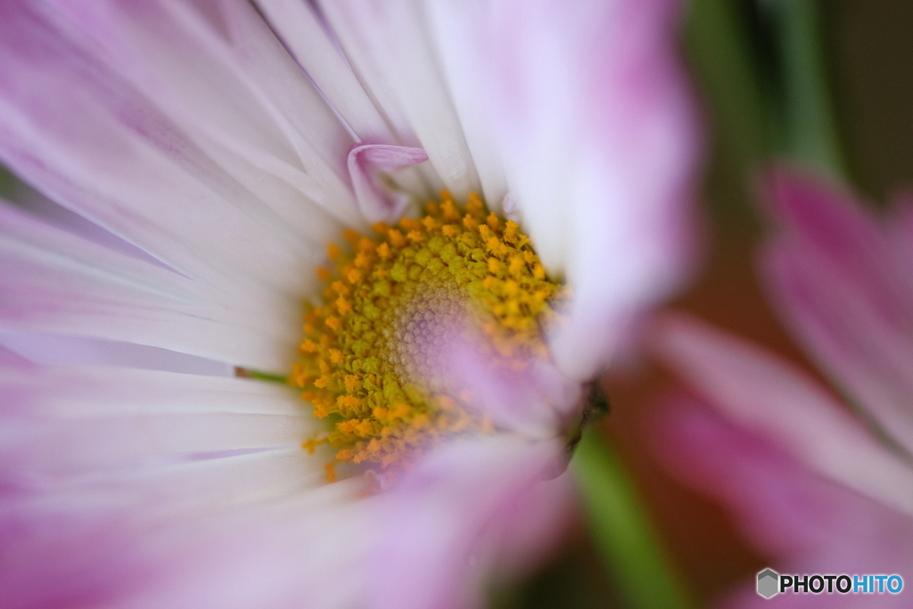 菊の花