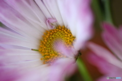 菊の花