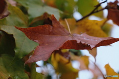 紅葉はじまり