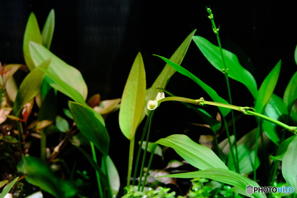 水生植物一輪　　その２