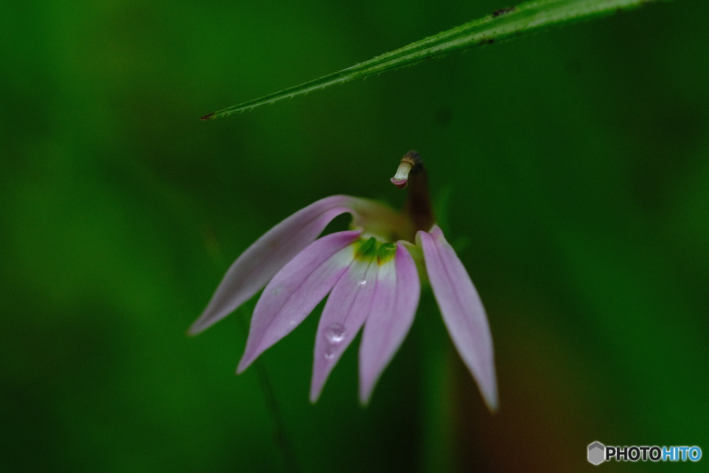 足元の花