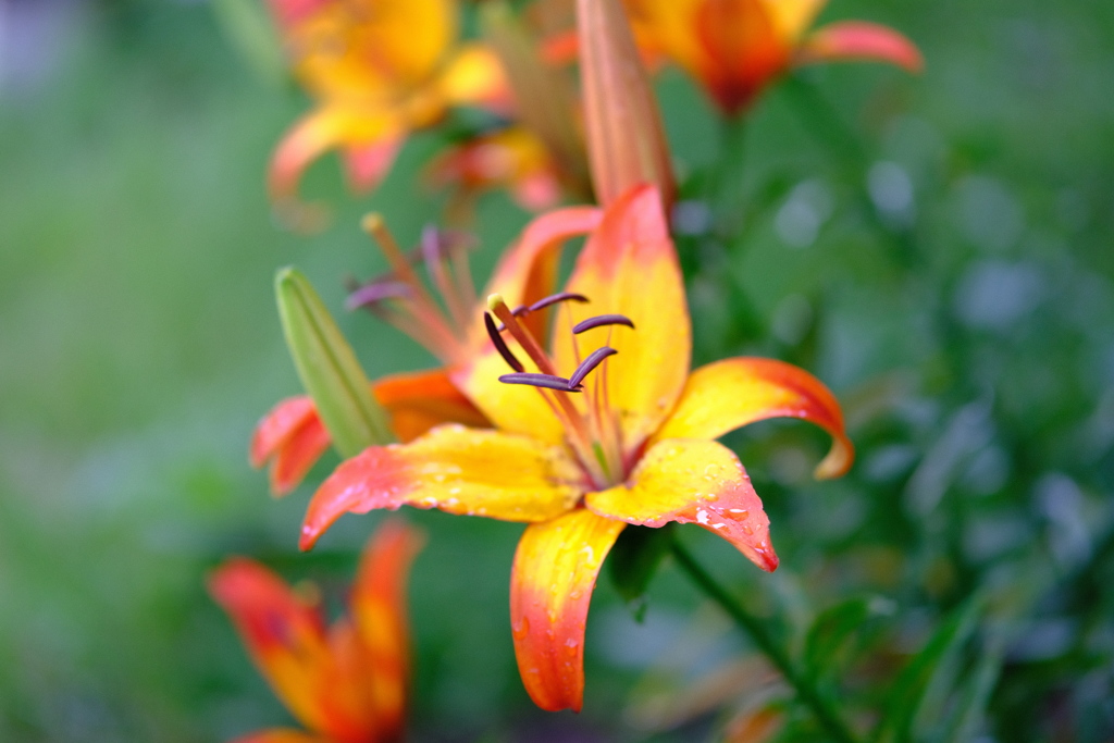 園内　百合の花２