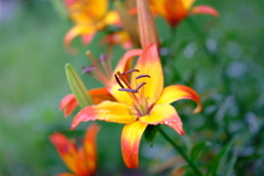 園内　百合の花２