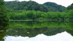 静かな沼の水面