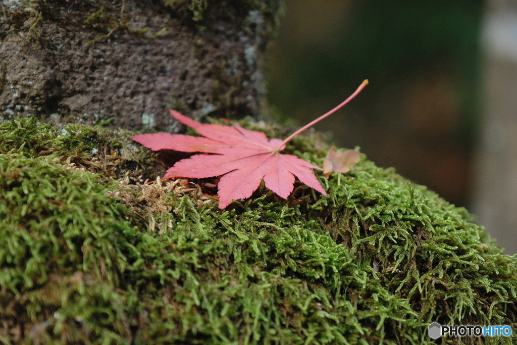 苔に紅葉