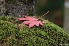 苔に紅葉