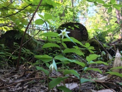 遊歩道のチゴユリ