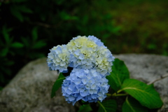 紫陽花咲き始め