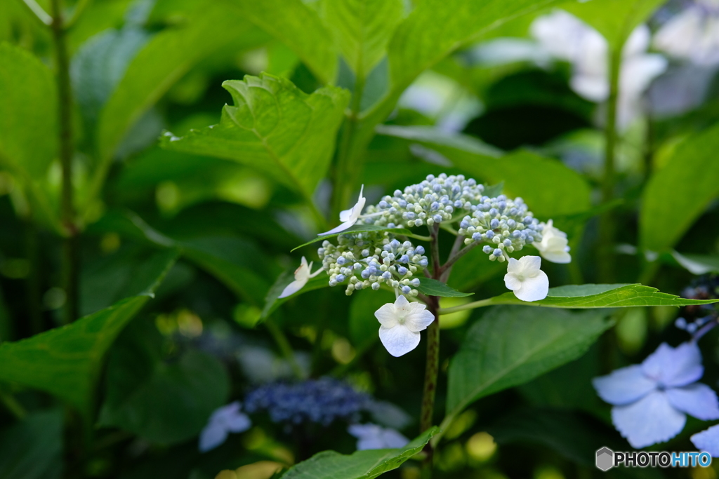 額紫陽花
