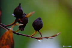 雨に濡れて