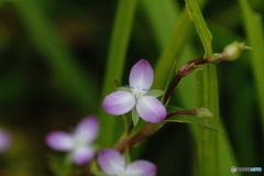 小さき可憐な花