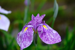 園内お気に入り　その４