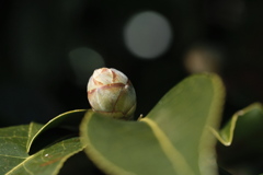 春待つ花芽