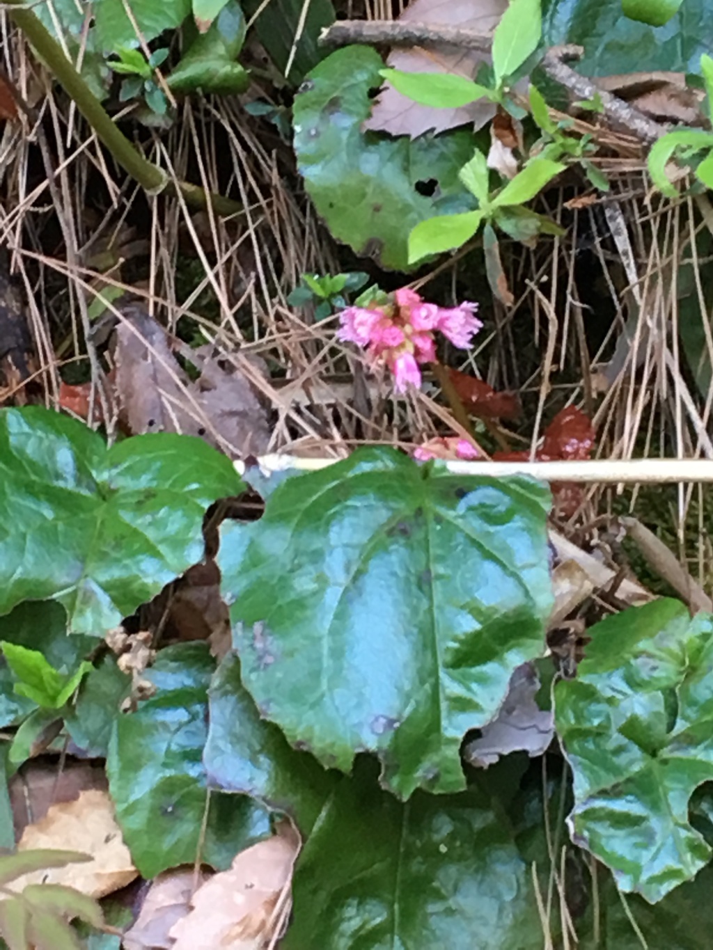 イワカガミ開花