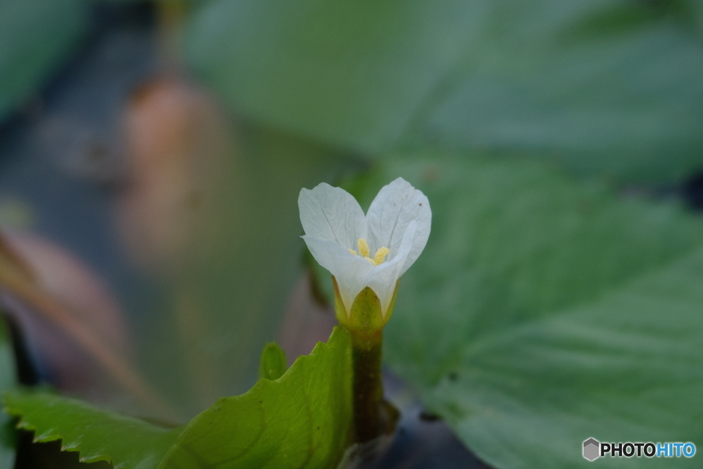 水辺の小さな花