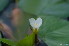 水辺の小さな花