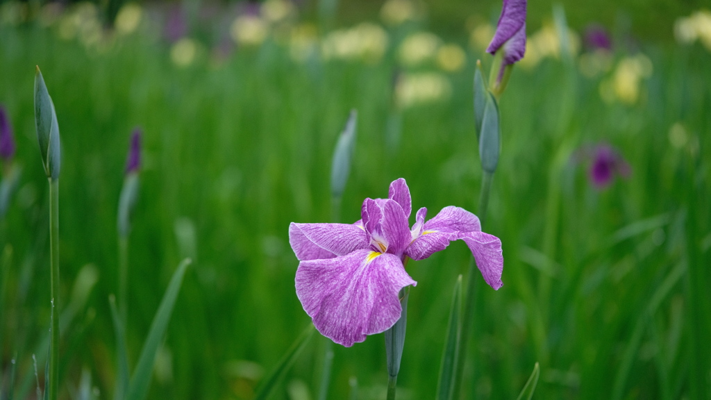 まだまだ一分咲き
