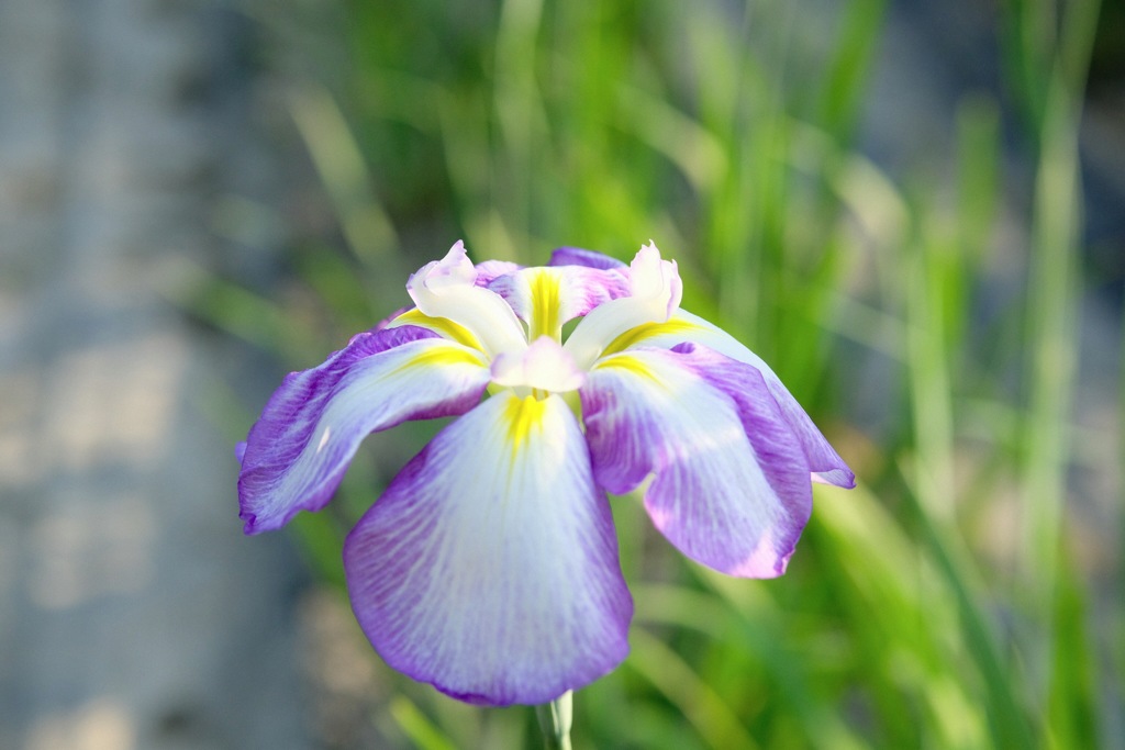 園内お気に入り その2