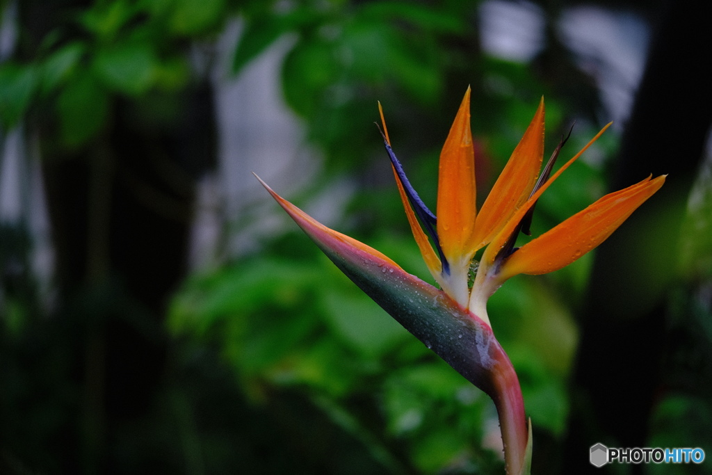 極楽鳥花
