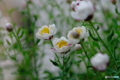 可愛い花