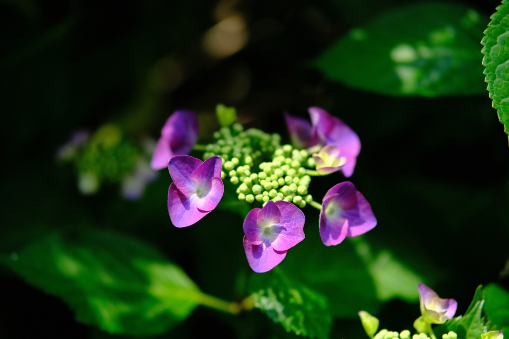 庭の紫陽花　その２
