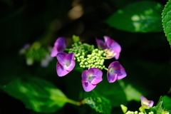 庭の紫陽花　その２