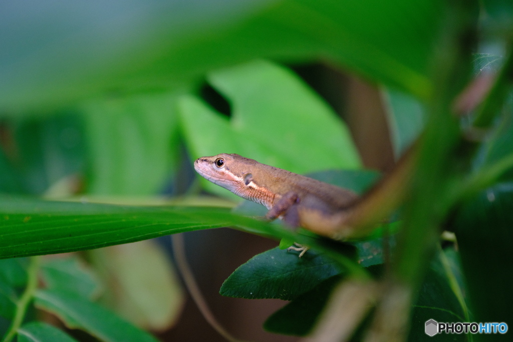 笹薮のカナヘビ君