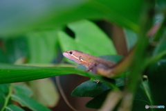 笹薮のカナヘビ君