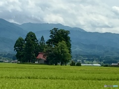 田の中の社