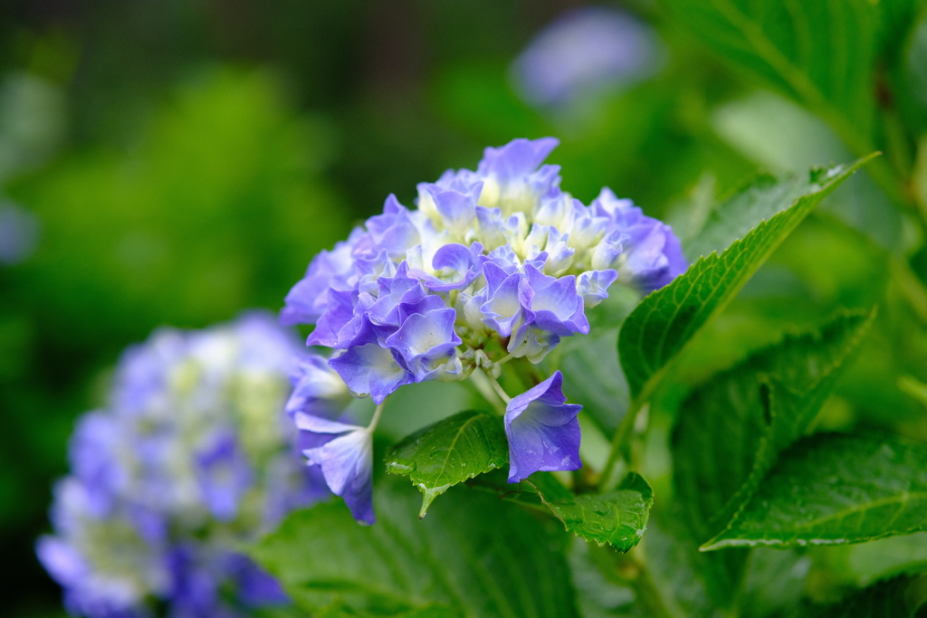 あやめ園の紫陽花