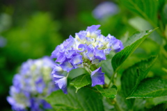 あやめ園の紫陽花