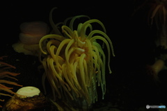 イソギンチャク