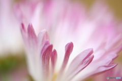 花弁