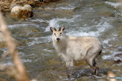 ふと見た川に