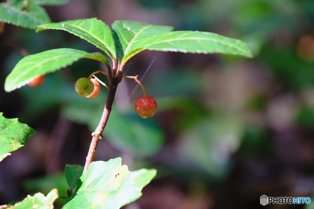 ヤブコウジの実