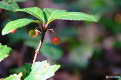 ヤブコウジの実