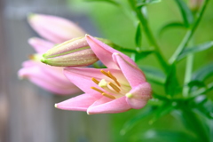 花開く