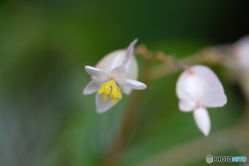 小さな花