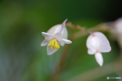 小さな花