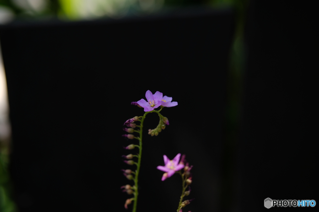 モウセンゴケの花