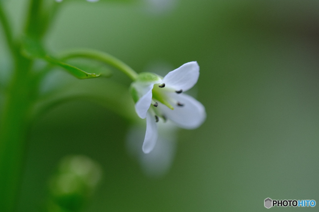 山葵の花