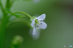 山葵の花