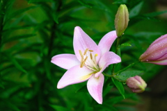 園内　百合の花