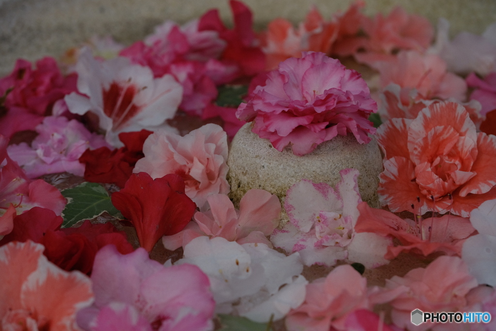 お花いっぱい！