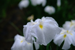 菖蒲