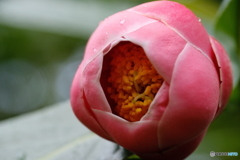 開花へと
