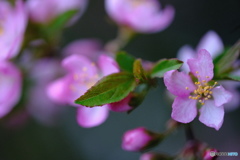 庭梅の花