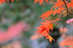 晩秋の紅葉