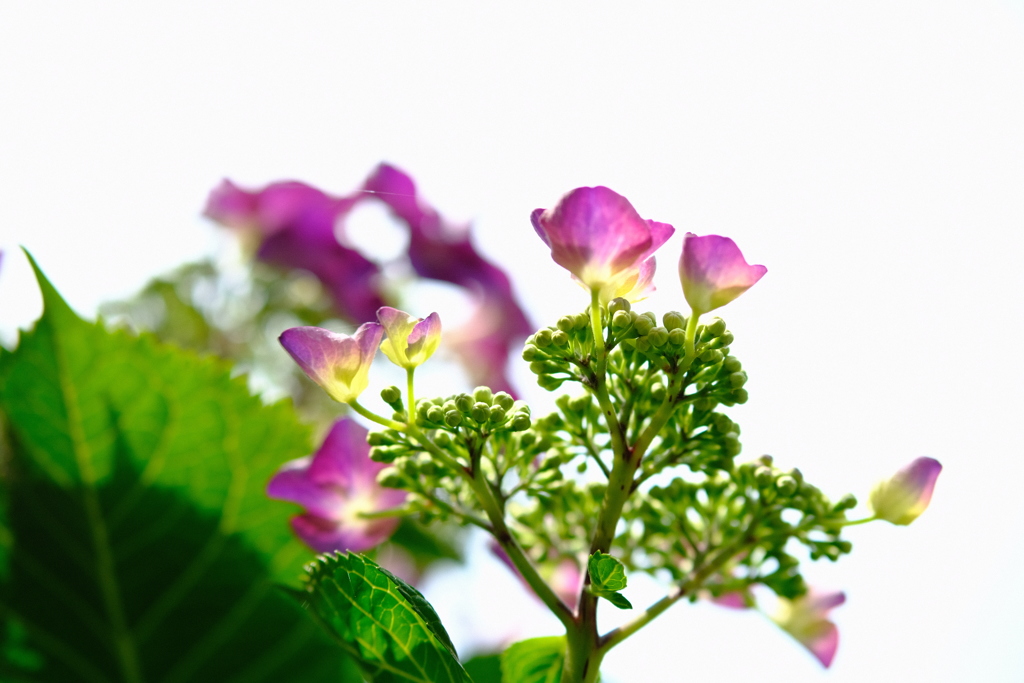 庭の紫陽花　その１　