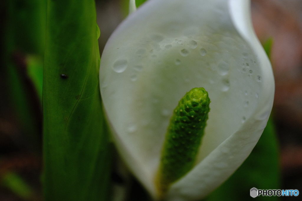 水芭蕉